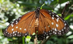 Danaus gilippus gilippus