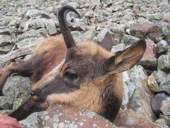 Rupicapra pyrenaica parva