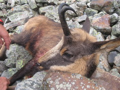 Rupicapra pyrenaica parva