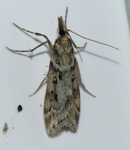 Eudonia angustea