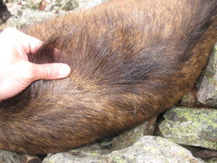 Rupicapra pyrenaica parva