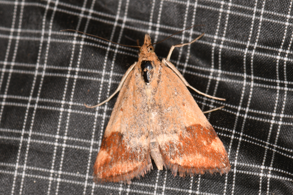 Rusty Pyrausta