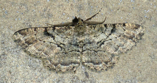 Peribatodes rhomboidaria rhomboidaria