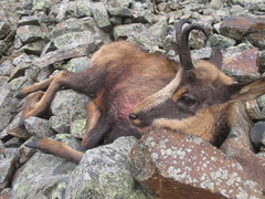 Rupicapra pyrenaica parva