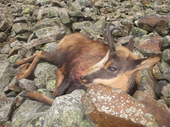 Rupicapra pyrenaica parva