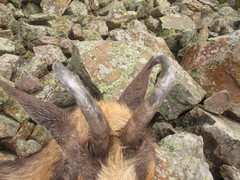 Rupicapra pyrenaica parva