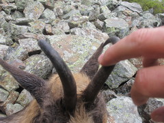 Rupicapra pyrenaica parva