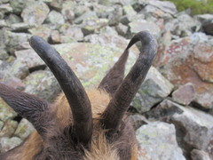 Rupicapra pyrenaica parva