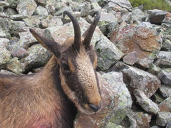 Rupicapra pyrenaica parva
