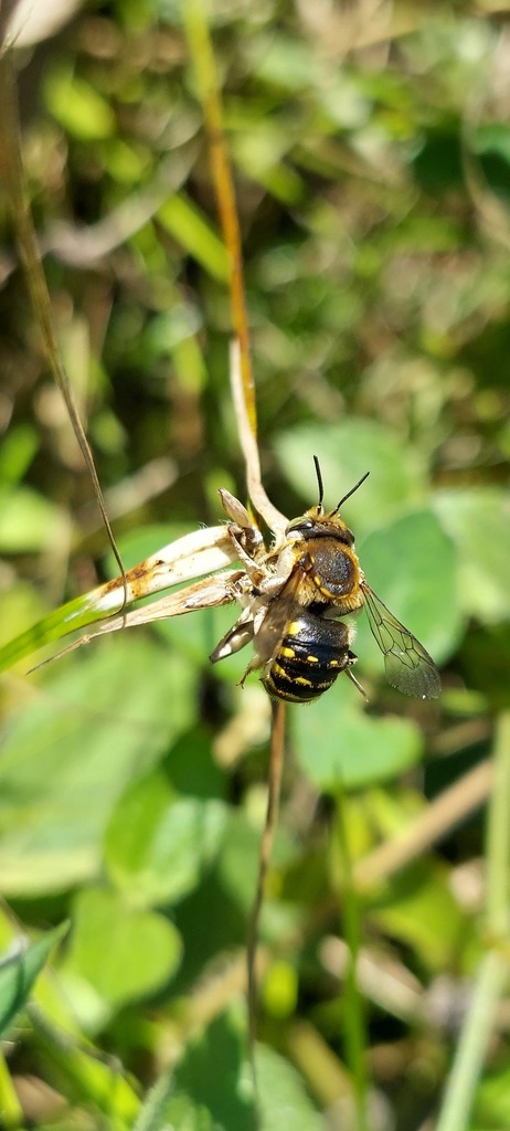 Anthidium sanguinicaudum