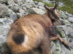 Rupicapra pyrenaica parva