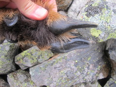 Rupicapra pyrenaica parva