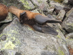 Rupicapra pyrenaica parva