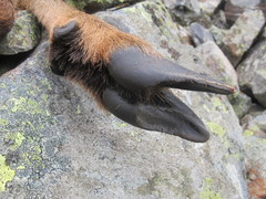 Rupicapra pyrenaica parva