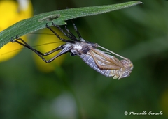 Barbitistes vicetinus