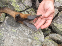 Rupicapra pyrenaica parva