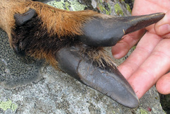 Rupicapra pyrenaica parva