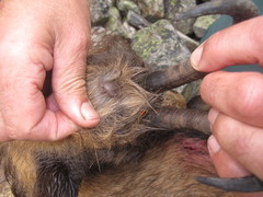 Rupicapra pyrenaica parva