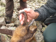 Rupicapra pyrenaica parva