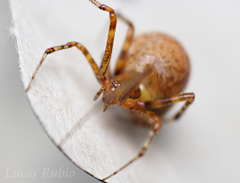 Tidarren sisyphoides