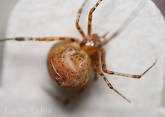 Tidarren sisyphoides