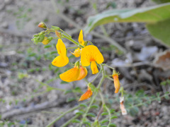 Adesmia grandiflora