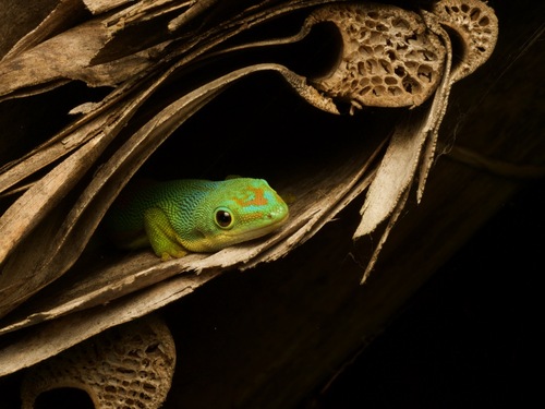 Striped Day Gecko