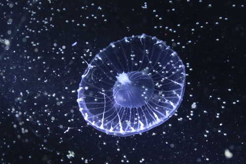 Victoria's Crystal Jelly, photo 9 of 9