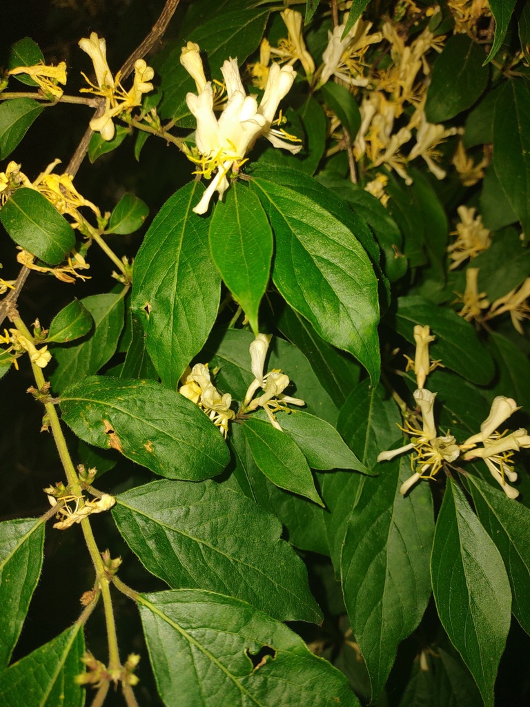 Japanese honeysuckle from Delaware, OH 43015, USA on May 25, 2023 at 12