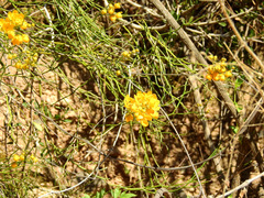Senna aphylla