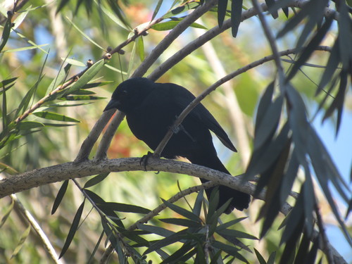 Ptiloxena atroviolacea