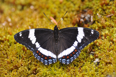 Limenitis arthemis rubrofasciata