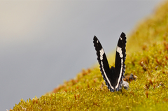 Limenitis arthemis rubrofasciata
