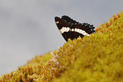 Limenitis arthemis rubrofasciata