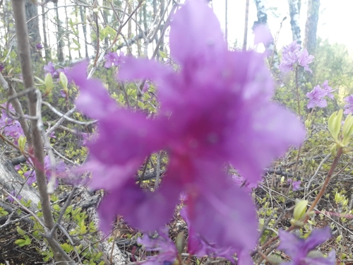 Rhododendron dauricum (Rhododendron dauricum)