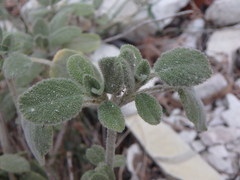 Origanum majorana