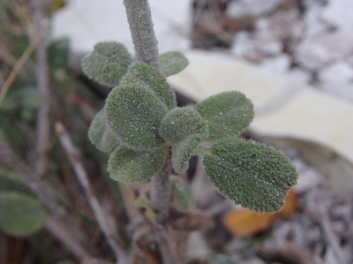 Origanum majorana