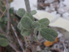 Origanum majorana