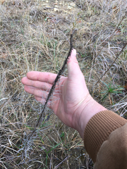 Liatris punctata mucronata