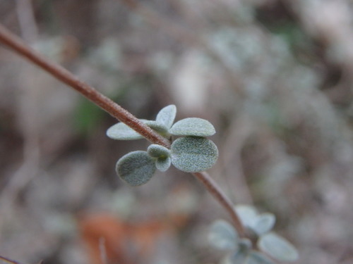 Origanum majorana