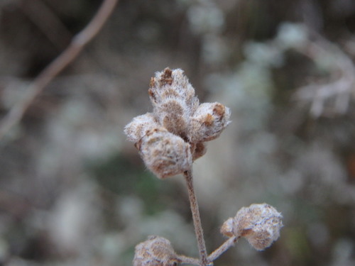 Origanum majorana
