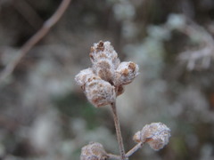 Origanum majorana