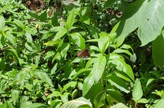 Danaus gilippus gilippus