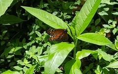 Danaus gilippus gilippus