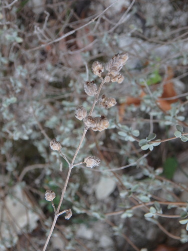 Origanum majorana