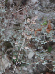 Origanum majorana