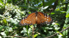 Danaus gilippus gilippus