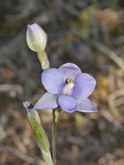 Thelymitra nervosa