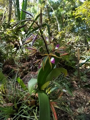 Prosthechea brassavolae