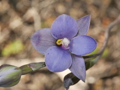 Thelymitra nervosa